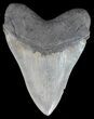 Serrated Megalodon Tooth - South Carolina #51004-2
